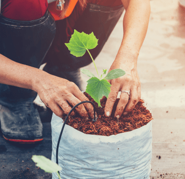 Coco Peat used in Garden