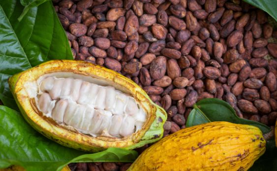 Cocoa Beans