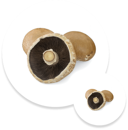 Cila Agrotech Mushrooms Cila Agrotech Mushrooms