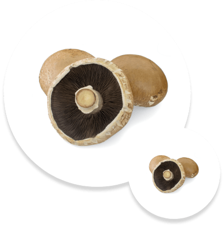 Cila Agrotech Mushrooms