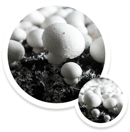 Cila Agrotech Mushrooms