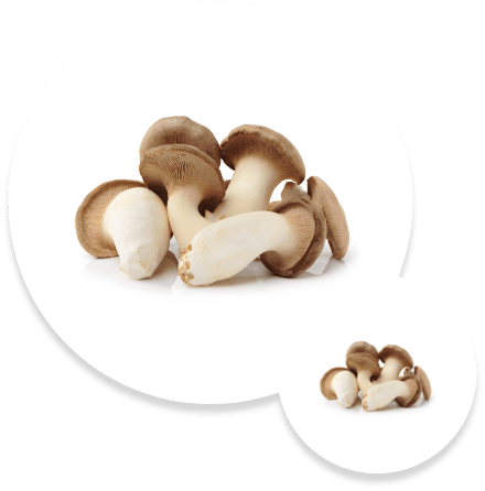 Cila Agrotech Mushrooms Cila Agrotech Mushrooms