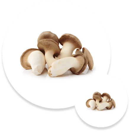 Cila Agrotech Mushrooms